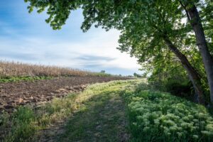 The edge of a crop field is bordered by trees and low-lying vegetation on a sunny day