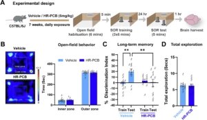Long-term spatial memory assessment of wild-type mice exposed to the HR-PCB mixture.